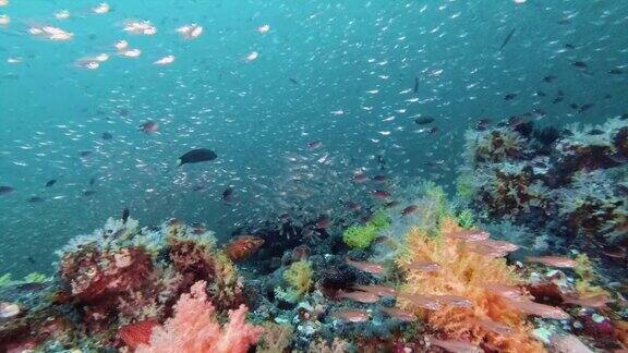 海洋保护区珊瑚礁上玻璃鱼的诱饵球
