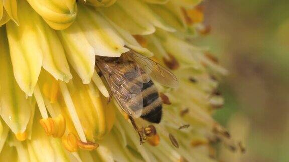 宏观的蜜蜂收集花蜜