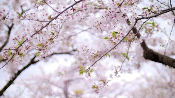日本东京春天的樱花花瓣飘落慢镜头