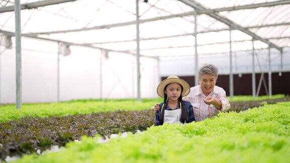 4K亚洲妇女教孙女在温室花园里种植有机水培生菜