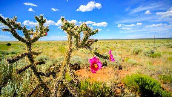 新墨西哥州的春季仙人掌沙漠
