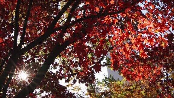日本京都的秋叶镜头近距离观察日本秋天的红枫树叶