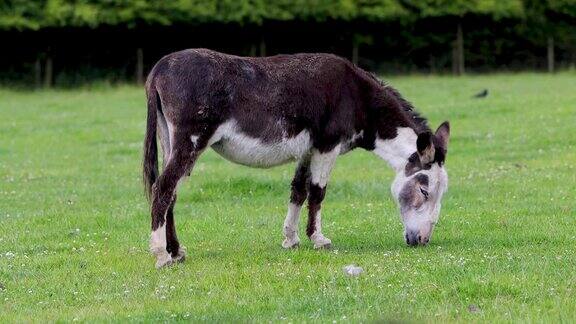 夏天在英国乡间的田野里一只农场院子里的棕色驴骡子正在吃草