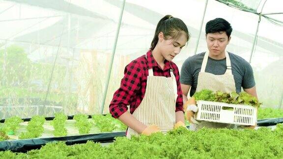 两个农民在采摘水培蔬菜有机蔬菜在农场水培蔬菜在温室种植