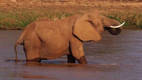 非洲象在河边饮水 肯尼亚桑布鲁公园