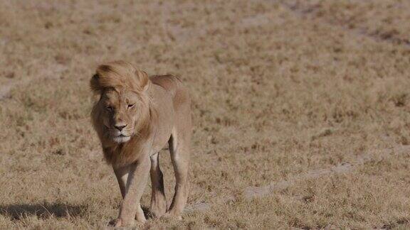 美丽的雄狮在非洲的草原上行走博茨瓦纳