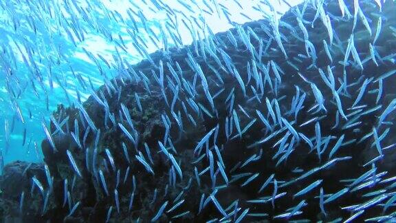 一大群小鱼在珊瑚礁前游动