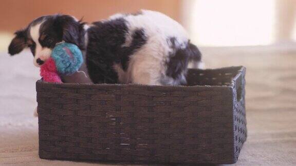 一只可爱的小狗在篮子里玩拿着他的咀嚼玩具