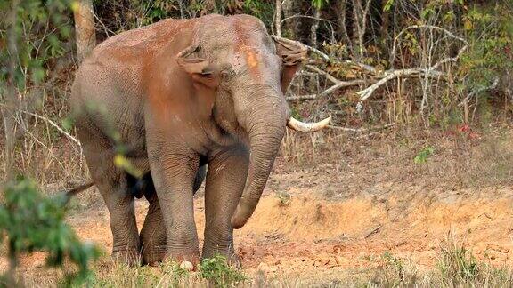令人惊奇的亚洲象