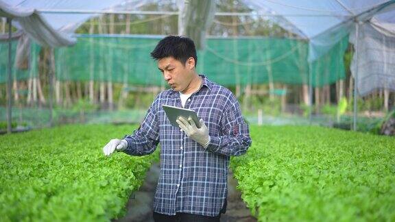 亚洲男性农民检查在一个水培农场的沙拉蔬菜在温室中生长的质量控制使用数字平板电脑收集数据在他的小型农业农场和水果产品