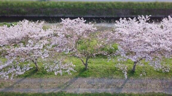 樱花盛开的微型航拍照片从左到右跟踪一排的樱桃树日本的春天2020年