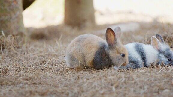 两只兔子在农场里吃干草