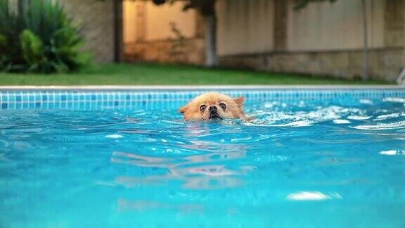波美拉尼亚斯皮茨犬在游泳池里游泳炎热的天气