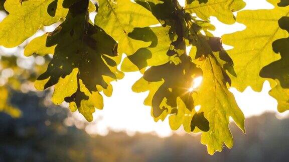 阳光在橡树叶间闪烁略笔运动