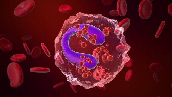 嗜酸性粒细胞哮喘细胞与红细胞