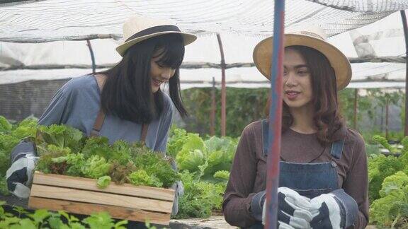 女园丁拿着农民的帽子在田野里放着新鲜的生态蔬菜