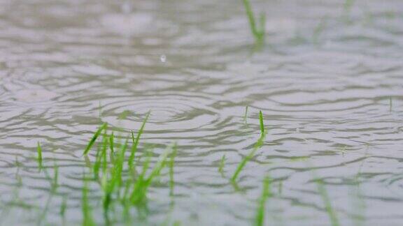 雨水淹没了草坪