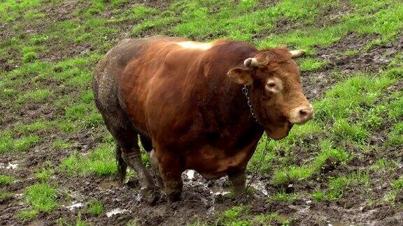 一只西班牙公牛在坎塔布里亚的泥地上行走