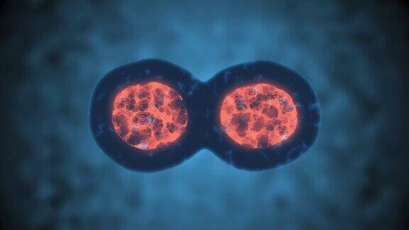细胞分裂或克隆细胞