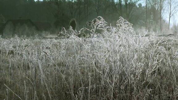 清晨草地上有霜