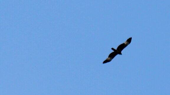 一只黑色的风筝在蓝天上飞翔