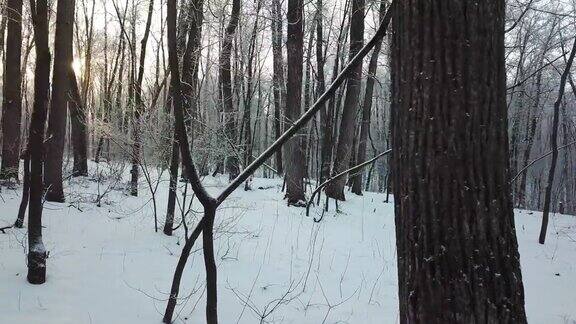 日出时在冬日森林中移动