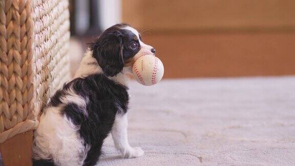 可爱的小狗躺在客厅的地毯上玩着棒球