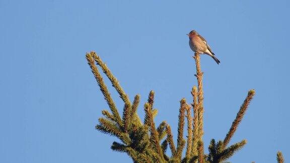 白俄罗斯坐在树上的苍头燕雀