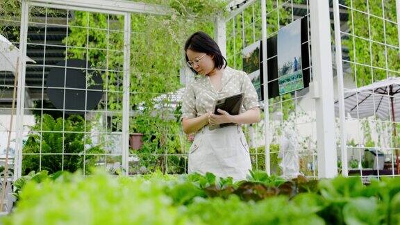 亚洲女商人用平板检查有机菜地小企业主