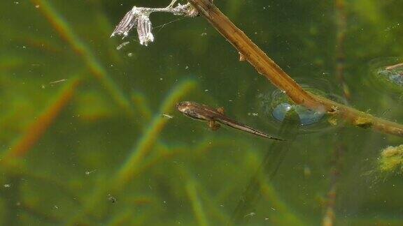 蝌蚪在湖里游泳和潜水