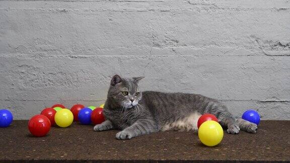 英国短毛猫在桌上玩彩色球