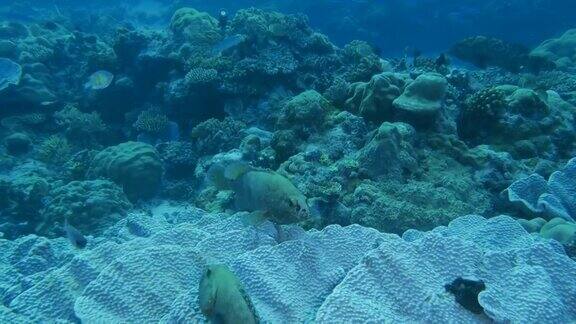 大理石石斑鱼一群火枪鱼