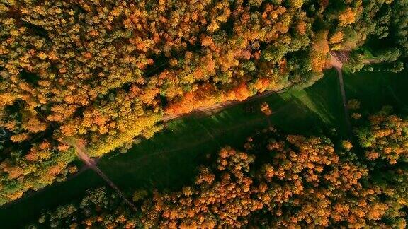 夕阳下美丽的欧洲秋天森林
