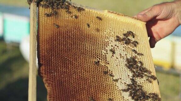 养蜂人在画面中展示蜂巢