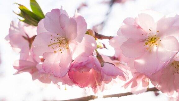 在阳光的照耀下春天盛开的樱桃树