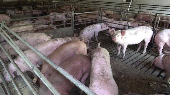 猪的动物农场