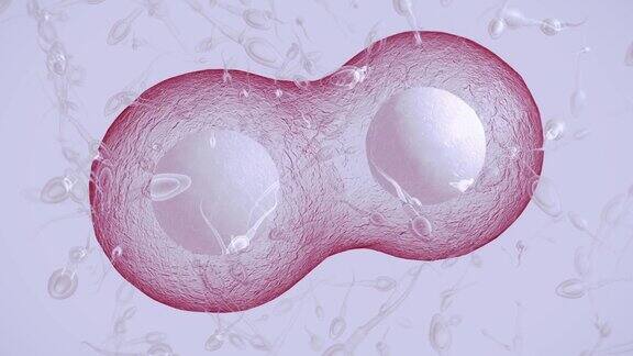 精子和人类卵子