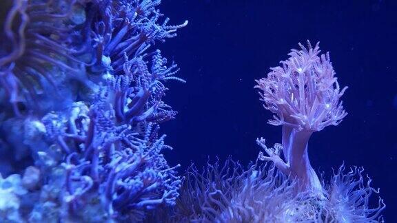 水族馆里的软珊瑚近距离观察在干净的蓝色海水中的珊瑚海洋水下生活紫罗兰自然背景复制空间选择性焦点濒危物种全球变暖