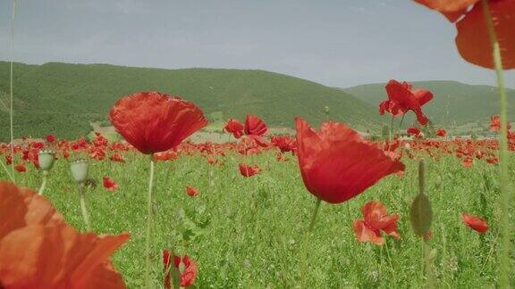 意大利翁布里亚城堡阳光明媚的山地草地上盛开着鲜艳的红色罂粟花