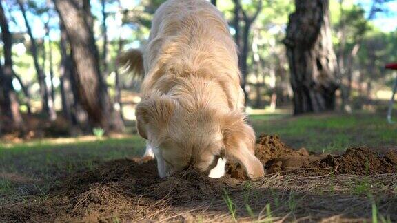 快乐的狗在春天的森林里的沙子里挖了个洞