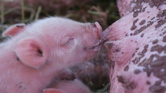 近距离观看可爱可爱的自由放养仔猪吮吸从他们的母亲