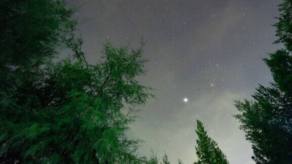 从松树林夜空与移动的星星