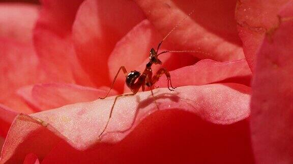 螳螂幼虫在花上
