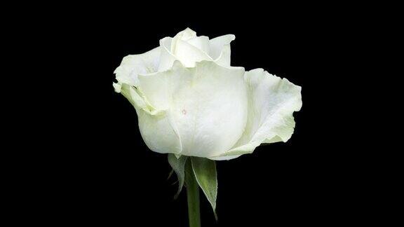 白玫瑰盛开时光流逝