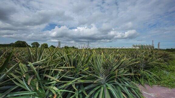 时间流逝化工厂在云天凤梨种植园前景对环境的影响概念