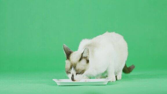 绿色屏幕上的4K白猫正在吃食物
