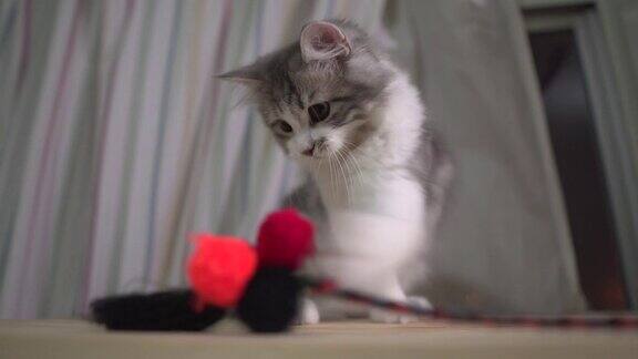 挪威森林小猫玩毛线球