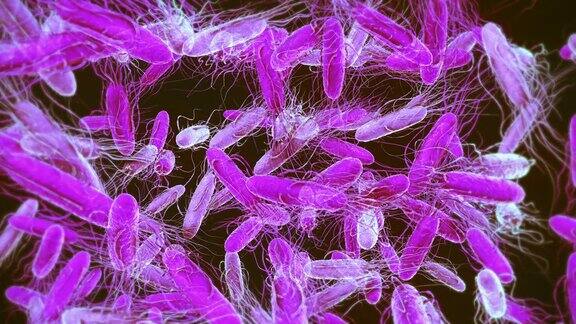 志贺氏杆菌细菌