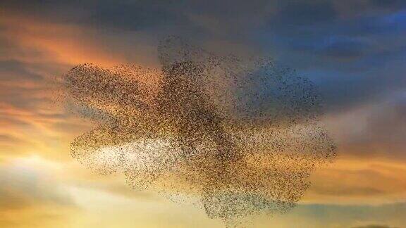 欧椋鸟在日落的天空中成群地盘旋