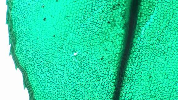 由绿色细胞组成的镰孢菌叶在100倍显微镜下拍摄在明亮的田野上